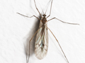 Trichocera regelationis